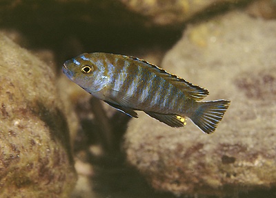 Pseudotropheus sp. 'variable mozambique' Minos Reef